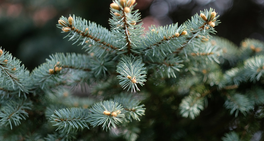 Weihnachtsbaum selbst schlagen