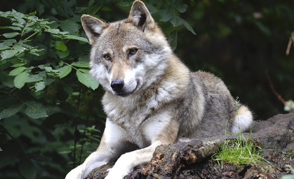Abschuss von Wolfs-Hybriden: Ermittlungen gegen Siegesmund gehen weiter