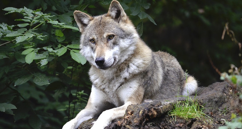 Abschuss von Wolfs-Hybriden: Ermittlungen gegen Siegesmund gehen weiter