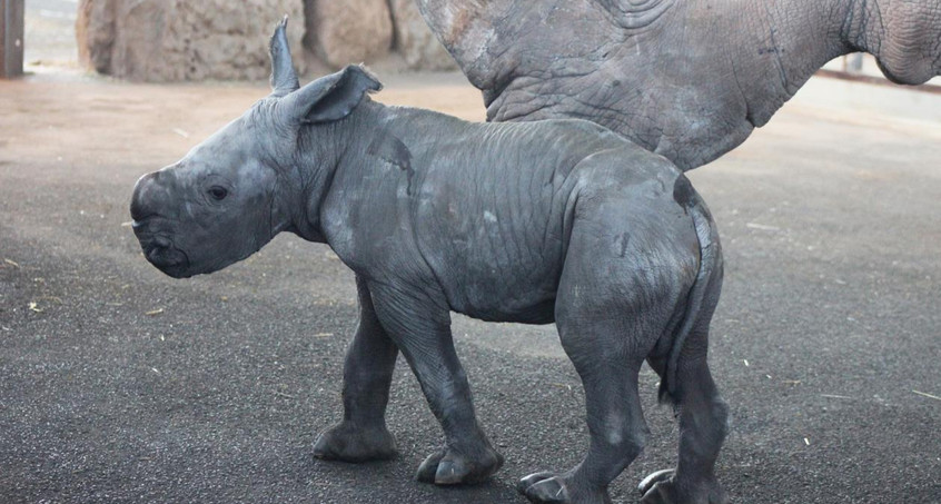 Nashorn-Nachwuchs im Zoopark Erfurt