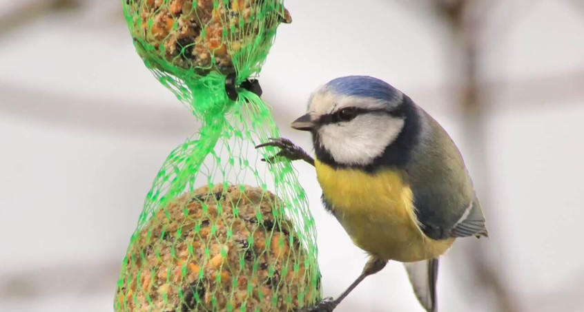 Naturschutz zum Mitmachen: "Stunde der Wintervögel" am Wochenende
