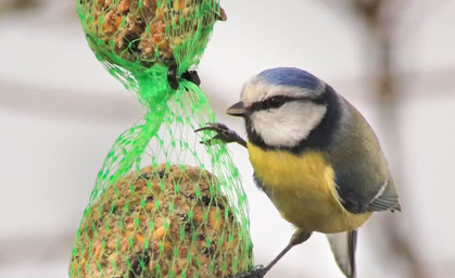 Naturschutz zum Mitmachen: "Stunde der Wintervögel" am Wochenende