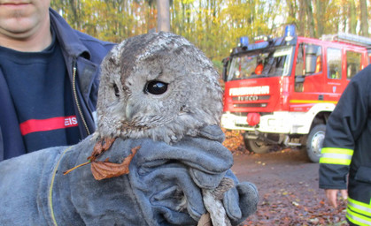 Feuerwehr befreit Kauz aus Kamin
