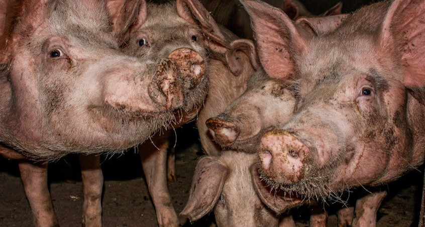 Greenpeace zeigt Schweinezuchtbetreiber an