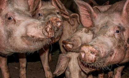 Greenpeace zeigt Schweinezuchtbetreiber an