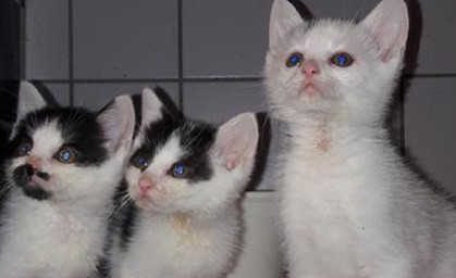 Tierheim braucht Spenden für neues Katzenhaus