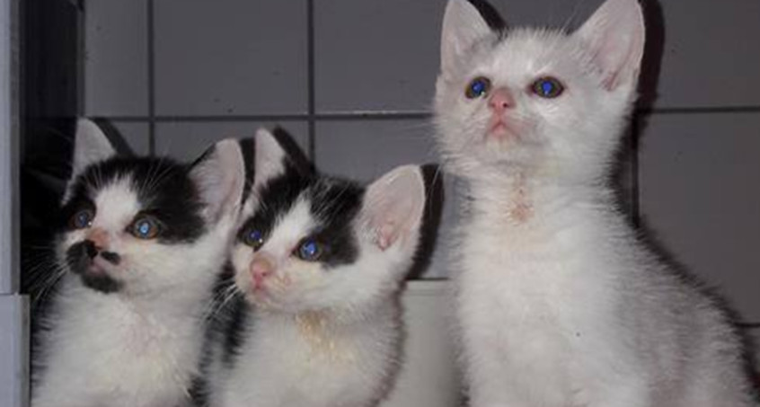 Tierheim braucht Spenden für neues Katzenhaus