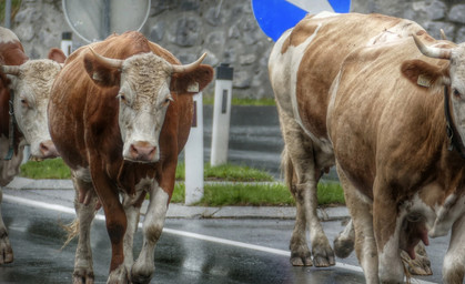 Kühe lecken Salz von der Straße