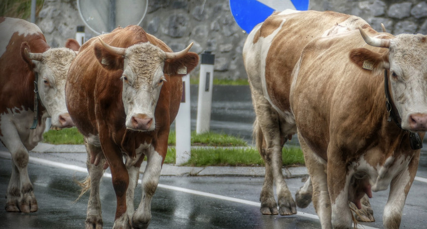 Kühe lecken Salz von der Straße