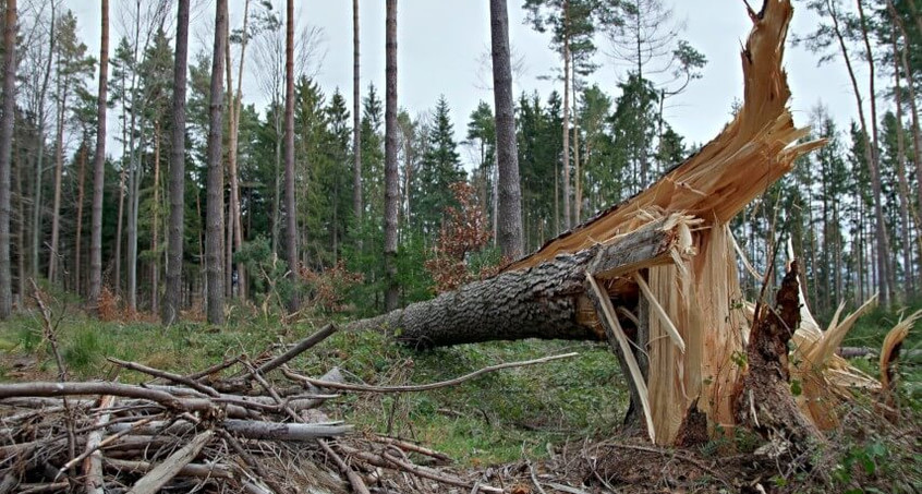 Schwere Schäden durch Stürme und Borkenkäfer