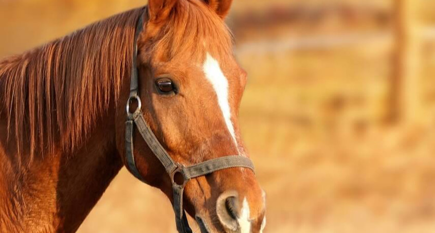 Tierquäler verletzt erneut Pferd