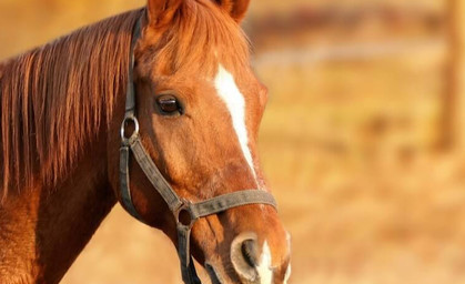 Tierquäler verletzt erneut Pferd