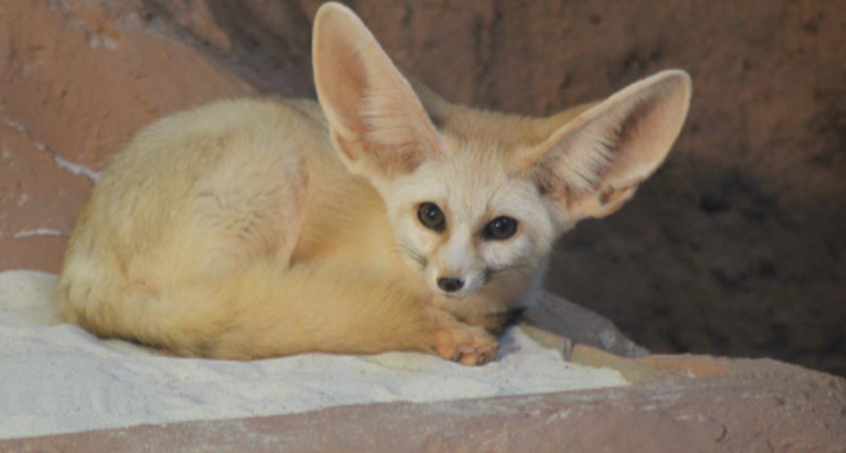 Neue Bewohnerin im Zoo Erfurt