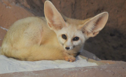 Neue Bewohnerin im Zoo Erfurt