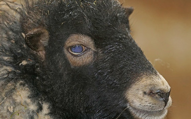 Schaf begleitet Mann beim Gassi gehen