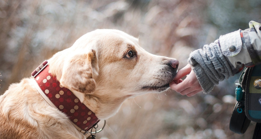 Mit Hunden helfen e.V. - Gute Nachbarn, Gute Taten