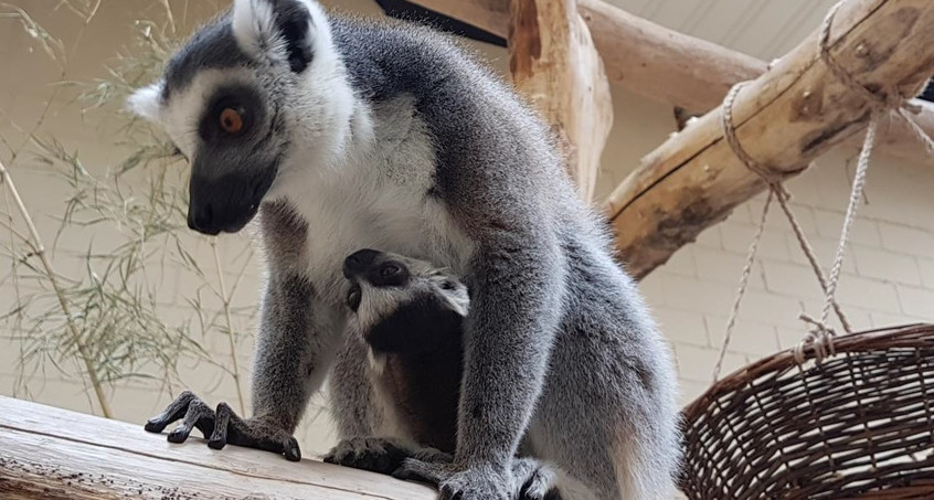 Nachwuchs im Thüringer Zoopark Erfurt