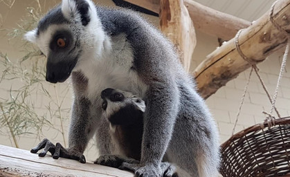 Nachwuchs im Thüringer Zoopark Erfurt