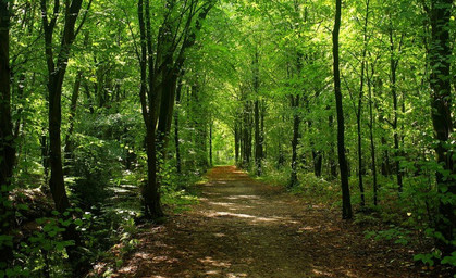 Dürreschäden und Borkenkäfer: So sehr hat der Wald in Thüringen letztes Jahr gelitten