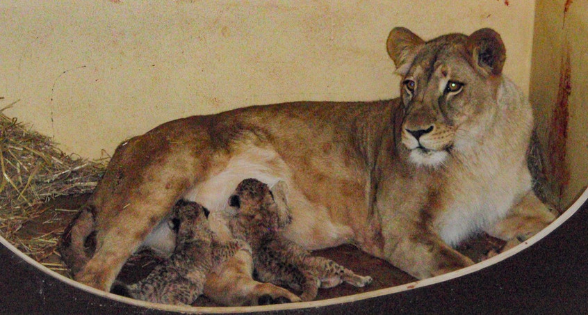 Löwenmutter Bastet schwer krank