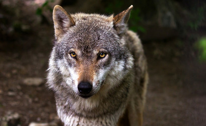 Wolfsspuren bisher Fehlanzeige