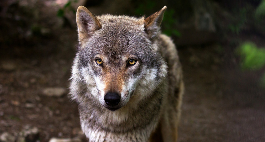 Wolfsspuren bisher Fehlanzeige