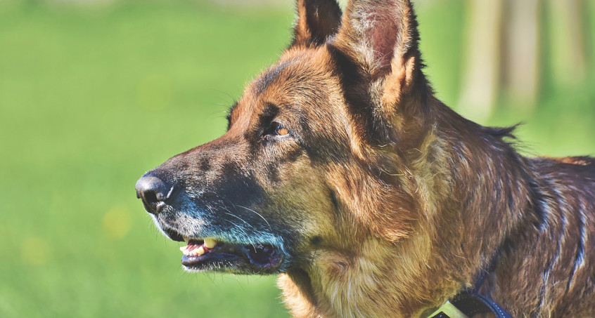 Mehr Unterstützung für «pensionierte» Polizeihunde 