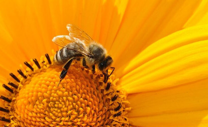 Anleitung für einen bienenfreundlichen Garten