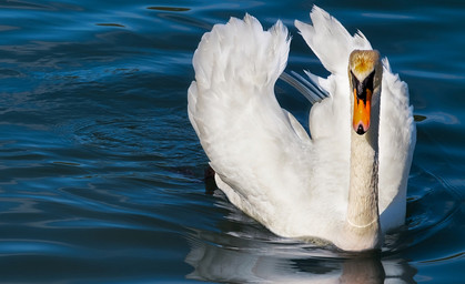 Mann schießt mit Luftdruckwaffe auf Schwan