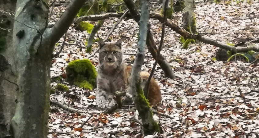 Erster Thüringer Luchs mit Namen Aslan