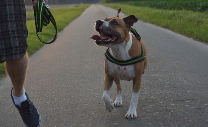 Frau in Plaue rechnet mit Hundebesitzer ab