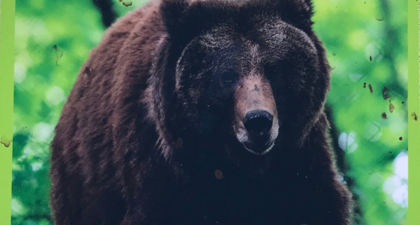 Bärin soll im Bärenpark Worbis neues Zuhause bekommen 