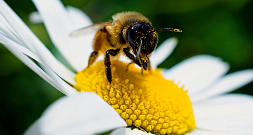 NABU ruft zum Insektenzählen auf