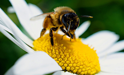 NABU ruft zum Insektenzählen auf