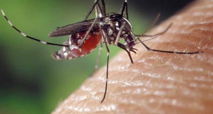 Plagegeister Mücken