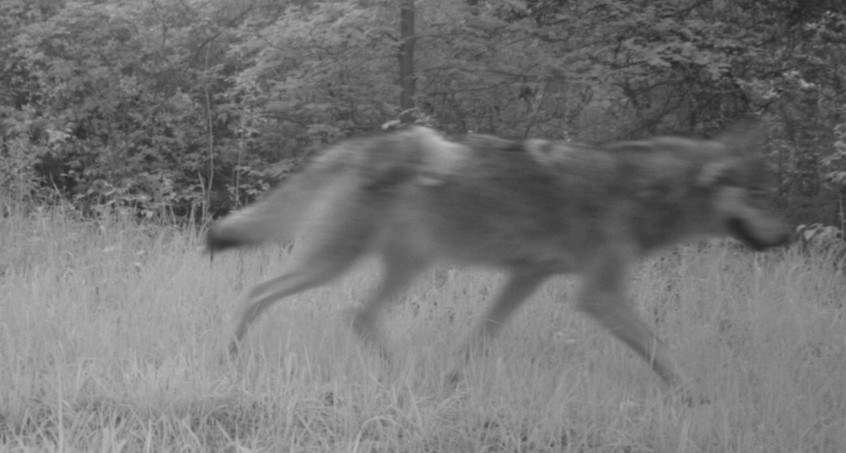 Weiterer Wolf in Ohrdruf gesichtet