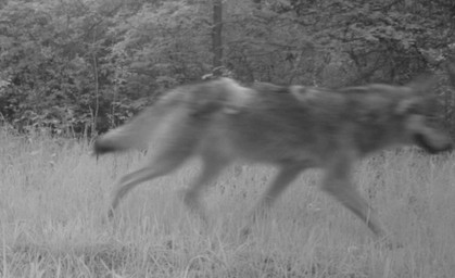 Weiterer Wolf in Ohrdruf gesichtet