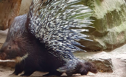 Stachliger Nachwuchs im Tierpark Gotha