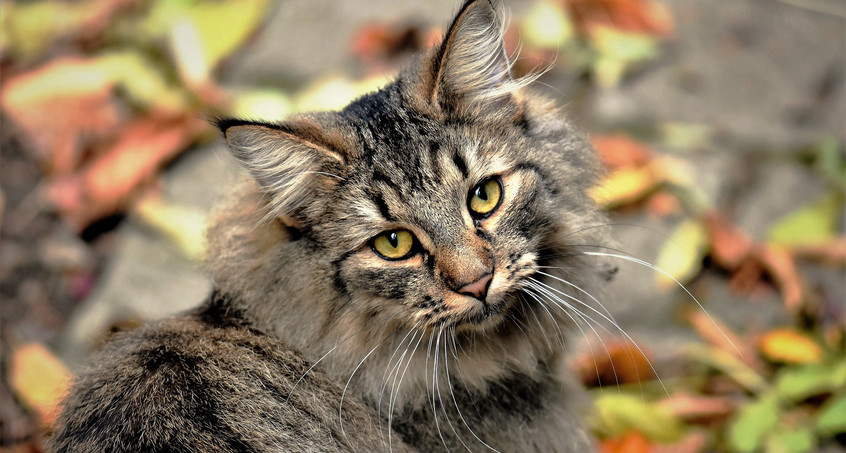 Tierische Tipps für die Sommerferien in Thüringen