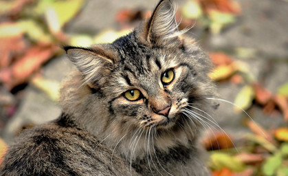 Tierische Tipps für die Sommerferien in Thüringen