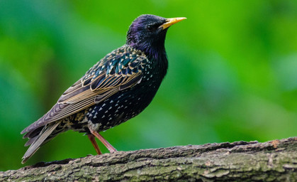 Vogel Star mit Gewehr abgeschossen