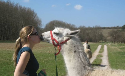 Wandern mit den Unstrut-Lamas