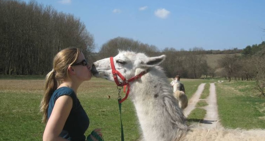 Wandern mit den Unstrut-Lamas