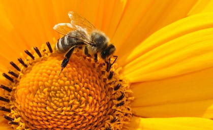 Jede zweite Bienenart gefährdet