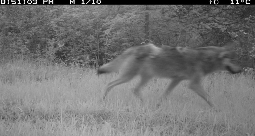 Ohrdrufer Wölfin mit mehr Nachwuchs als angenommen