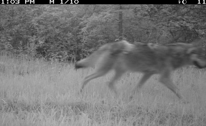 Ohrdrufer Wölfin mit mehr Nachwuchs als angenommen