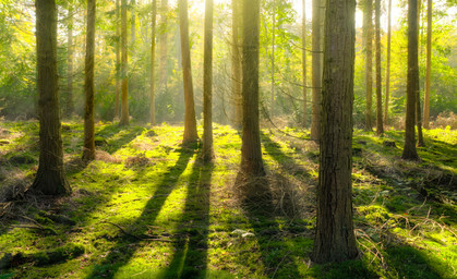  Aktionsplan gegen Waldsterben in Thüringen