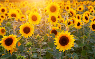 Spätsommer im August geht weiter