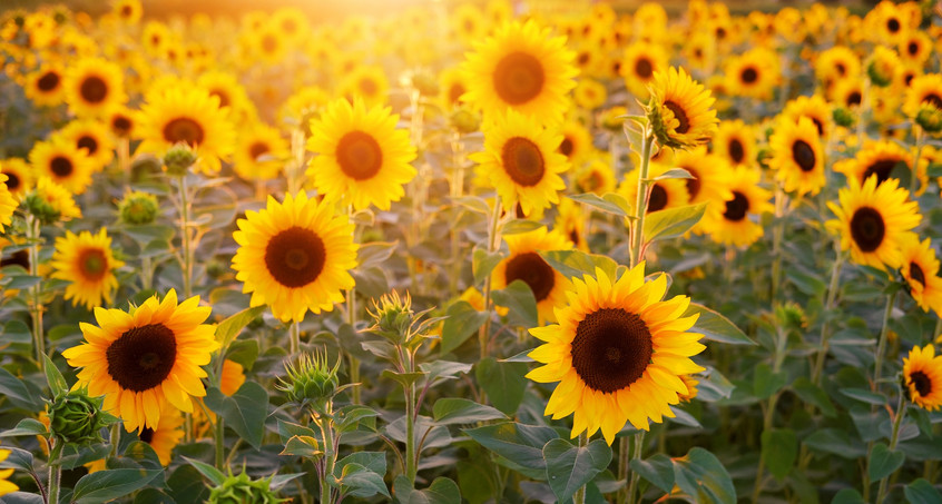 Spätsommer im August geht weiter