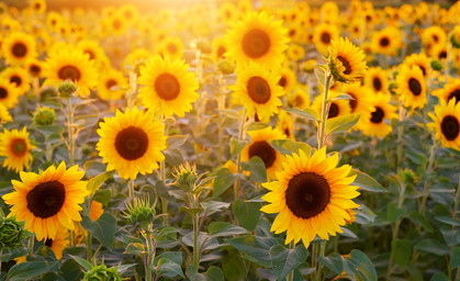 Spätsommer im August geht weiter